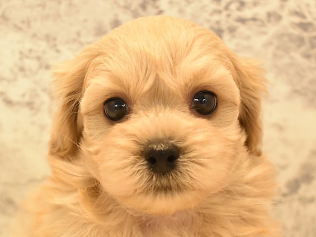 長野県のハーフ犬・ミックス犬 (ペッツワン塩尻店/2024年3月23日生まれ/男の子/クリーム)の子犬
